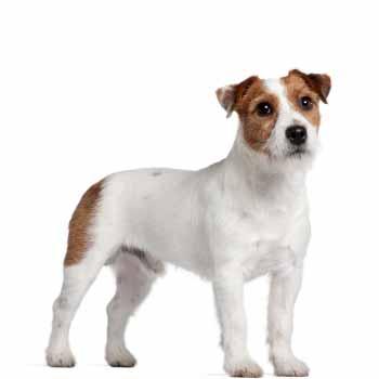 Jack Russell Teriér