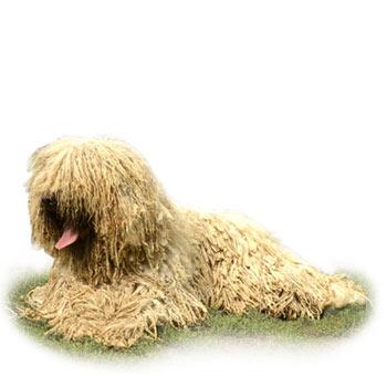 Komondor