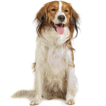 Kooikerhondje