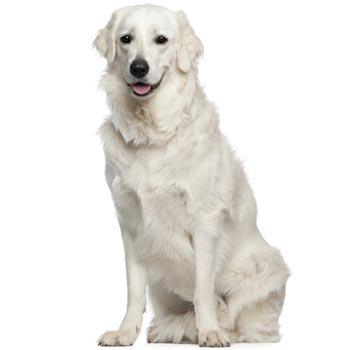 Kuvasz