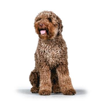 Lagotto Romagnolo