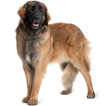 Leonberger