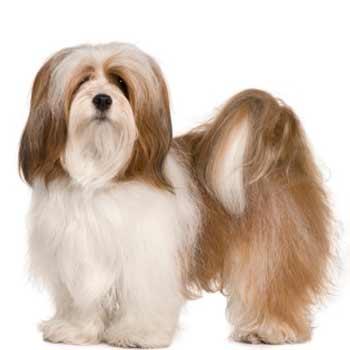 Lhasa Apso
