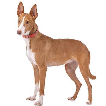 Ibizský podenco