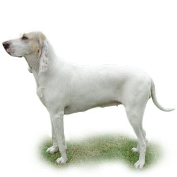 Porcelaine
