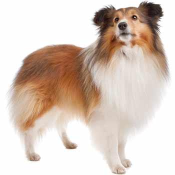 Sheltie