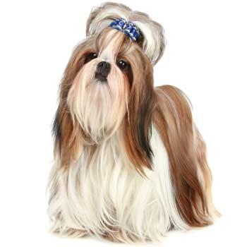 Shih-tzu