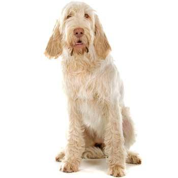 Italský spinone