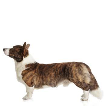 Welsh Corgi Cardigan