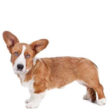 Welsh Corgi Pembroke