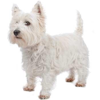 West Highland White Terrier