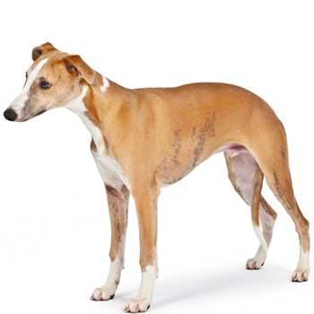 Whippet
