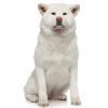 Akita-inu