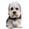 Dandie dinmont terier