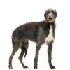 Deerhound
