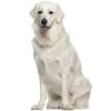 Kuvasz