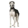 Saluki, Perský chrt