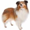 Sheltie