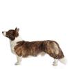 Welsh Corgi Cardigan