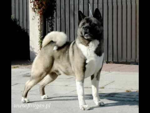 Akita inu americka cheap